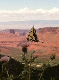 Plant growing in desert against sky