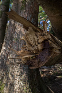 Close-up of tree trunk