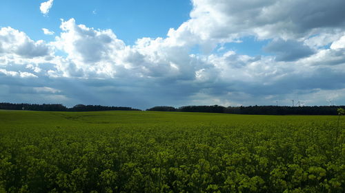 Scenic view of agricultural field against sky