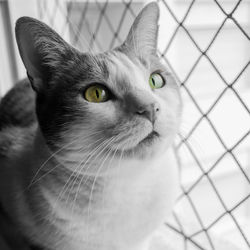 Close-up of cat looking through chainlink fence