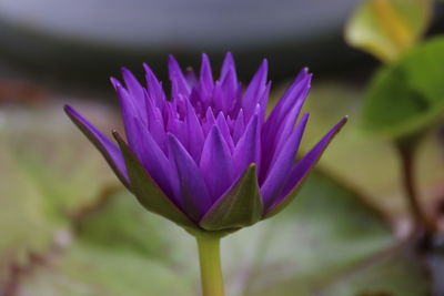 Close-up of purple water lily