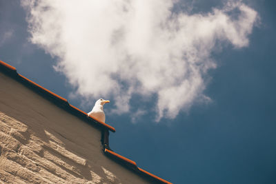 Low angle view of seagull perching on roof against blue sky