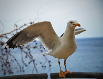 Close-up of seagull perching on shore against sea