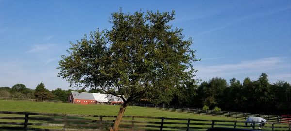 Trees against sky