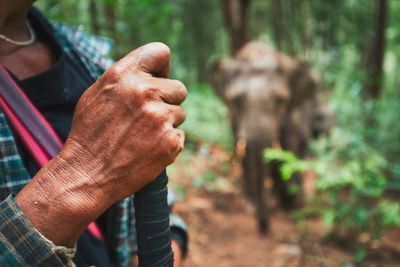 Midsection of man standing against elephant in forest