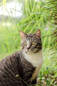 Close-up of cat