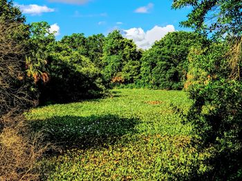 Plants and trees against sky