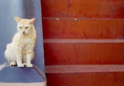 Cat on retaining wall by staircase
