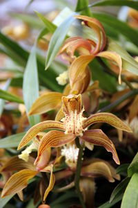 Close-up of flowering plant