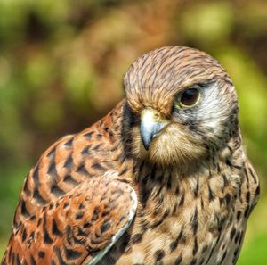 The beautifull kestrel a bird of prey