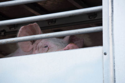 Animal transport, pigs in a truck getting moved to another place