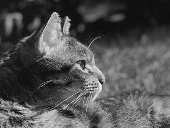 Close-up of cat relaxing on grassy field