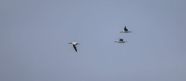 A trio of speedy gannetts streak across the water near iceland