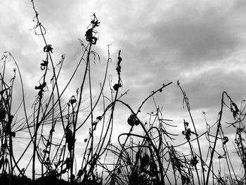 Low angle view of silhouette plants against sky