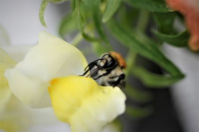 Close-up of bee pollinating on flower