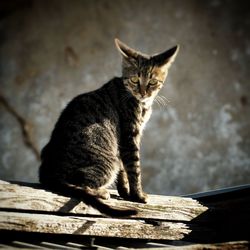 Portrait of cat sitting on wood