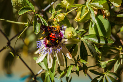 Close-up of bee pollinating on purple flower