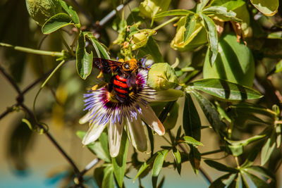 Close-up of bee pollinating on purple flower