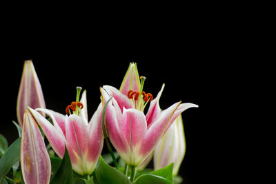 Close-up of fresh pink flowers against black background