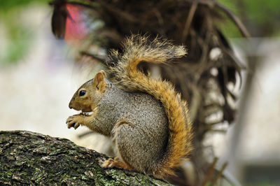 Close-up of squirrel