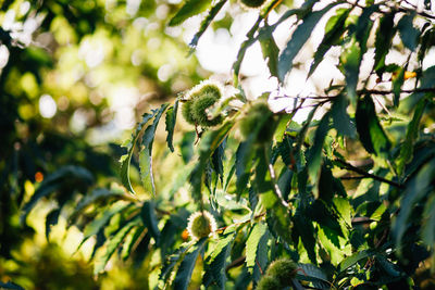 Close-up of chestnut tree