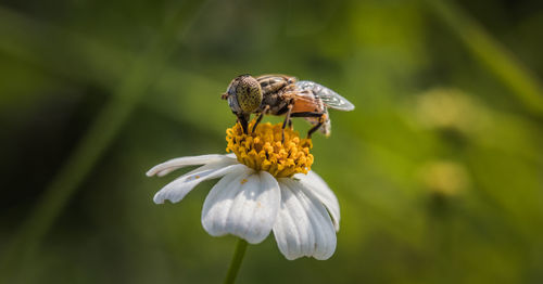 A hover fly pollinating daisy flower . beautiful macro image with nature background