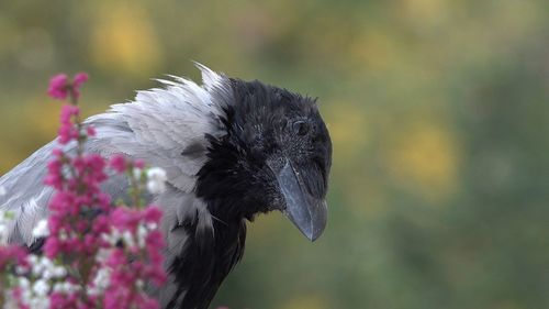 Close-up of bird on flower