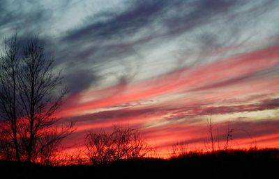 Silhouette of trees at sunset