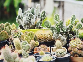 Potted cactus for sale in market