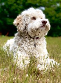 View of a dog on field