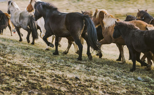 Horses running in a field