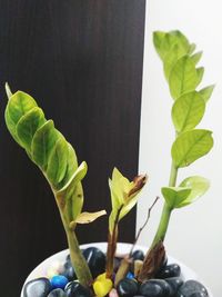 Close-up of potted plant against wall