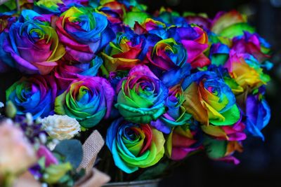 High angle view of multi colored flowers