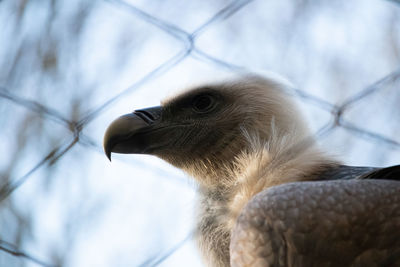 Close-up of eagle looking away