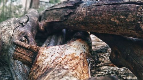 Close-up of old wood