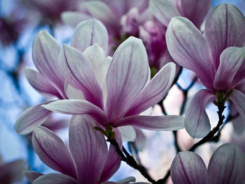 Close-up of fresh pink flower