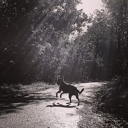 Close-up of dog