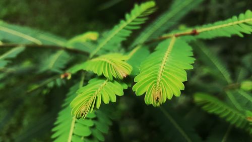 Close-up of fresh green leaves