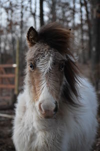 Close-up portrait of a horse on field