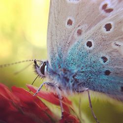 Close-up of butterfly on flower