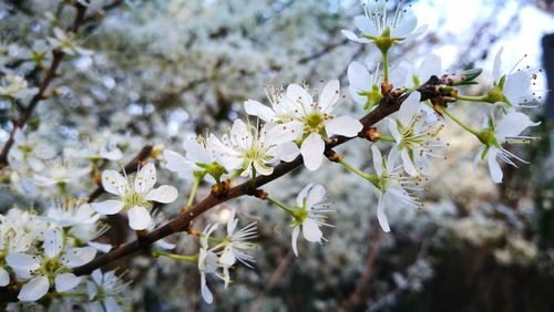 Close-up of cherry blossoms in spring