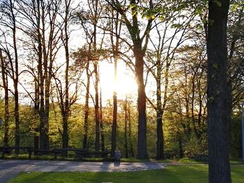 Trees in forest during autumn