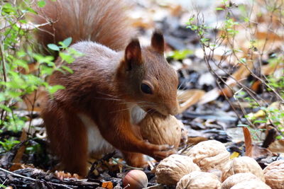 Close-up of squirrel on rock