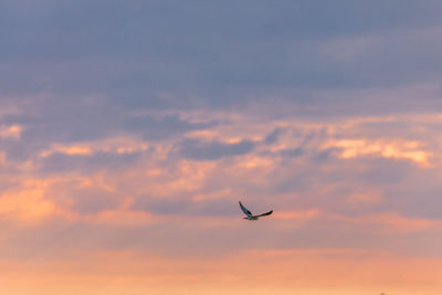 Low angle view of silhouette airplane flying against sky during sunset