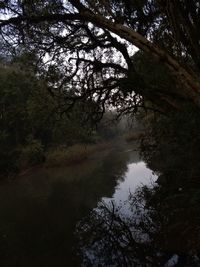 Scenic view of lake in forest against sky