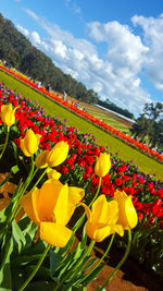 Close-up of yellow tulips blooming in garden