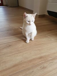 Portrait of white cat on hardwood floor