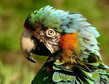 Close-up of parrot perching on branch