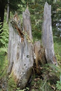 Close-up of moss on tree trunk