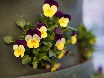 High angle view of yellow flowering plant